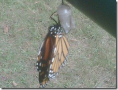 IMG00507-20101004-1322